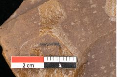 Foto (Detailsansicht) von Quercus palaeoilex Ettingshausen (NHMW-GEO-2024-0188-0952)